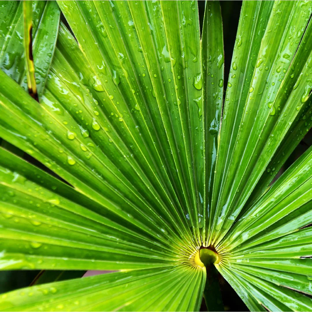 Saw palmetto