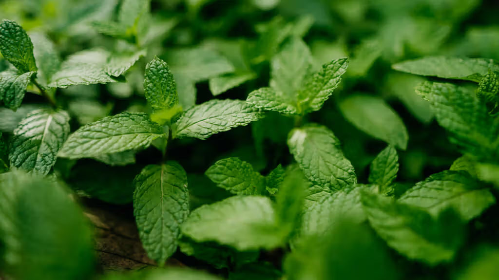 Spearmint leaves